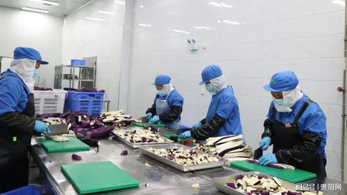 貴陽農(nóng)產(chǎn)品物流園鮮凍蔬菜加工項目投產(chǎn) 提升產(chǎn)業(yè)鏈效率，助力鄉(xiāng)村振興