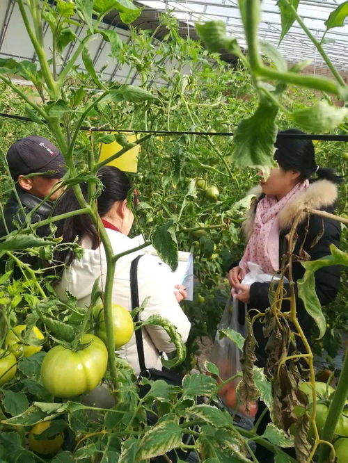 筑牢舌尖安全防線 耀州區(qū)農(nóng)檢中心強(qiáng)化農(nóng)產(chǎn)品質(zhì)量監(jiān)管紀(jì)實(shí)