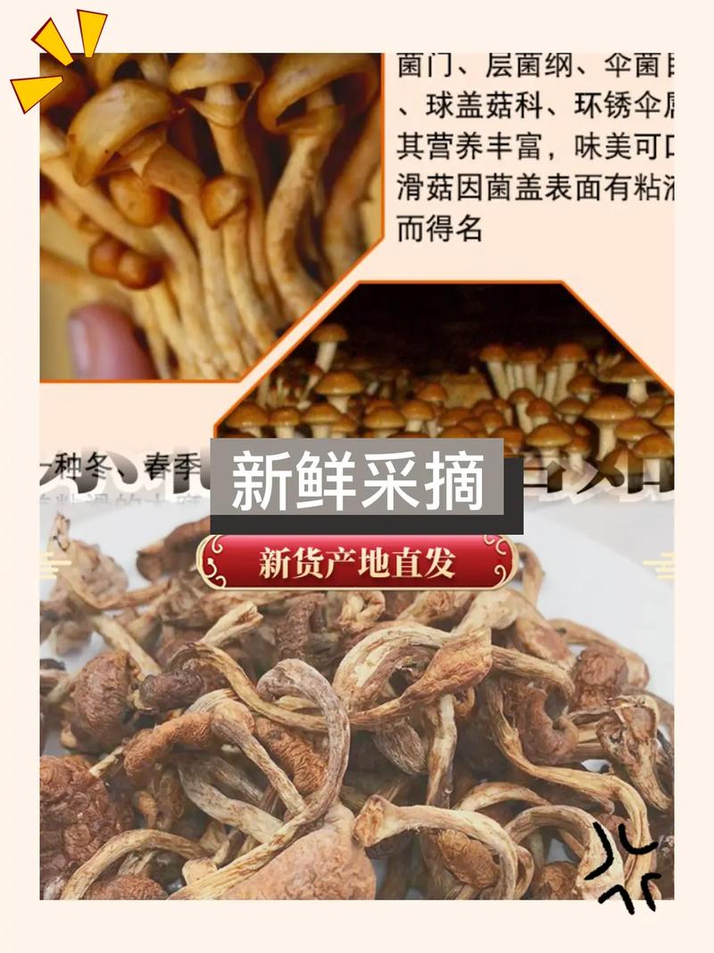 大自然的饋贈(zèng)，味蕾的新寵——揭秘大興安嶺滑子蘑菇干的魅力